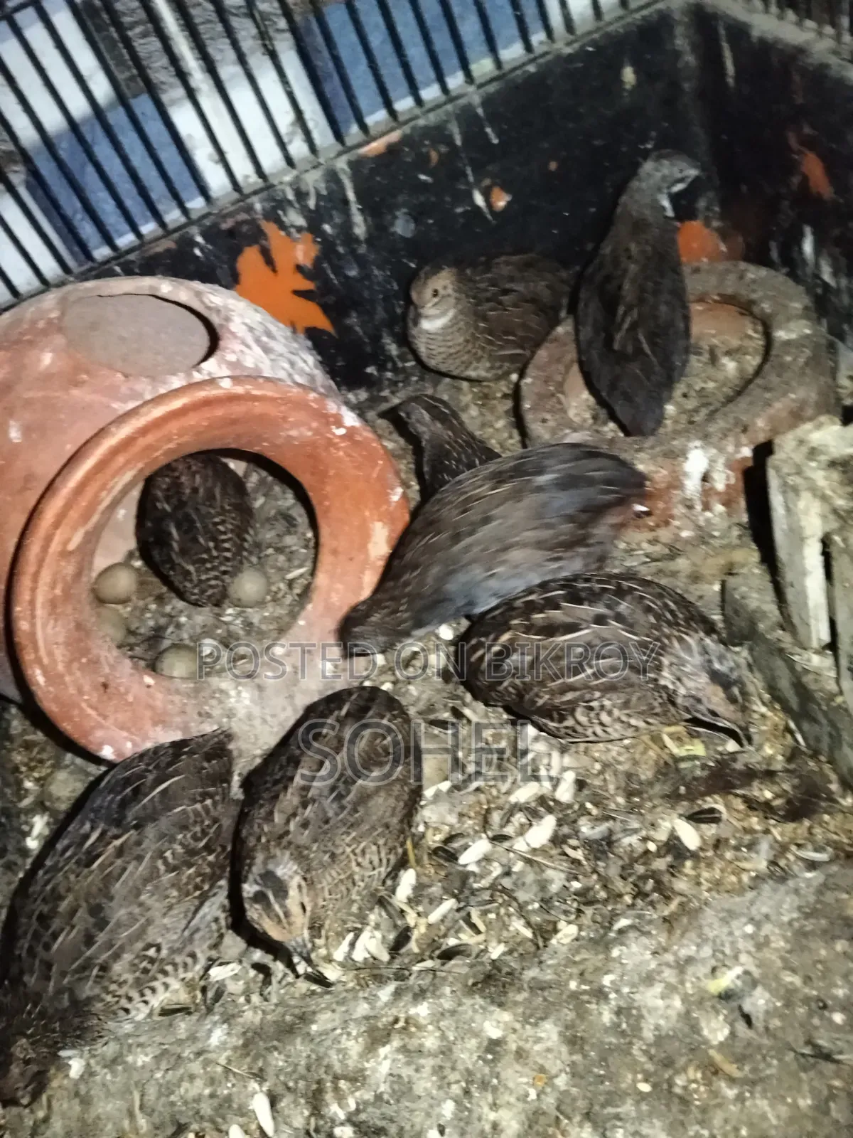King Quail