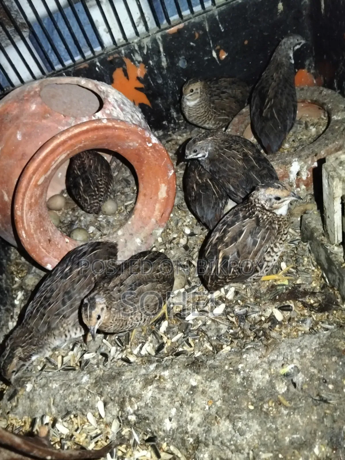 King Quail
