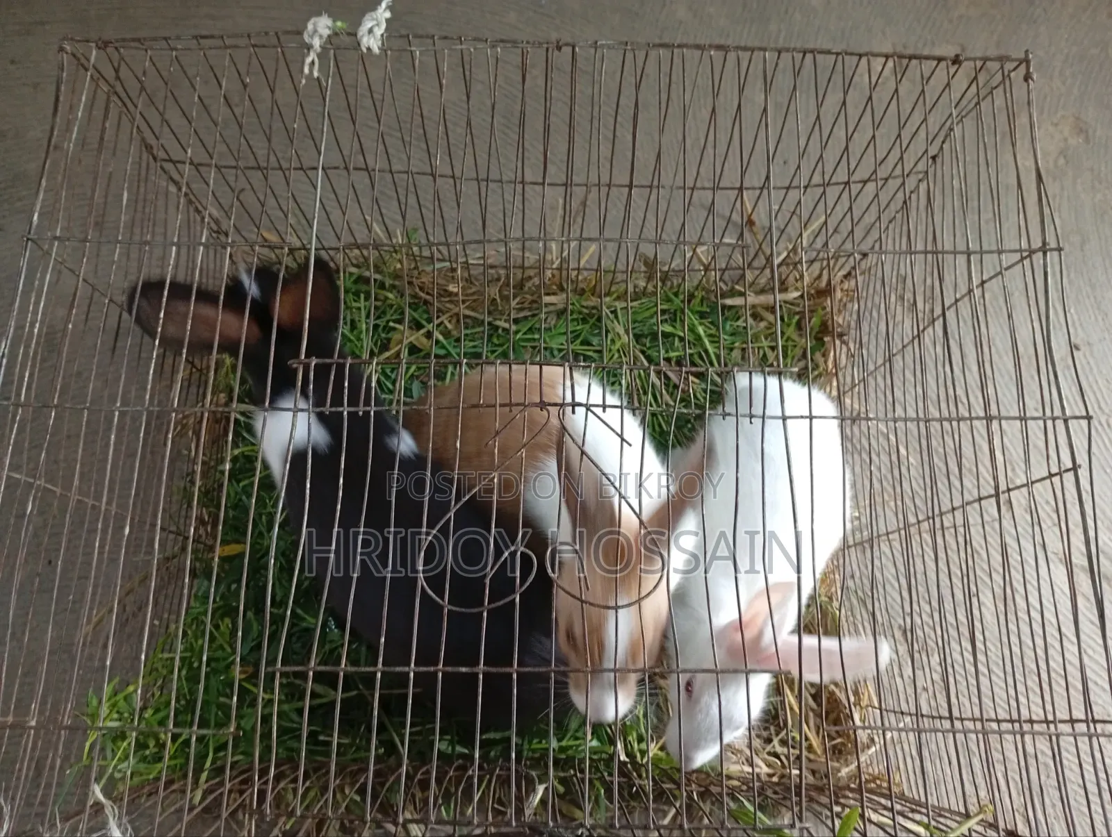 Three-colored Rabbit