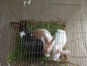 Three-colored Rabbit