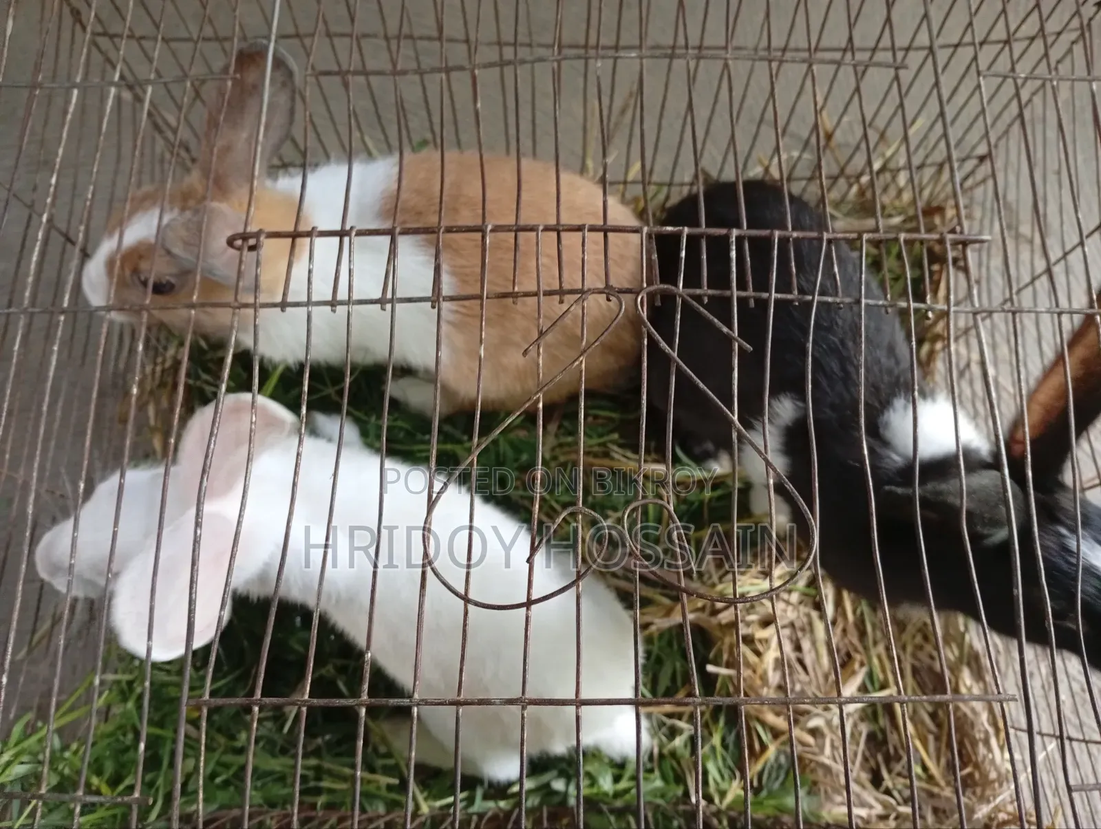 Three-colored Rabbit