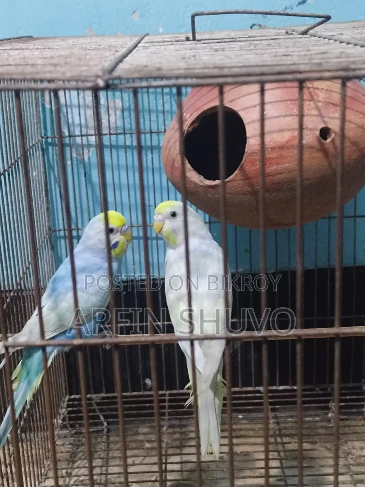 Rainbow Budgie