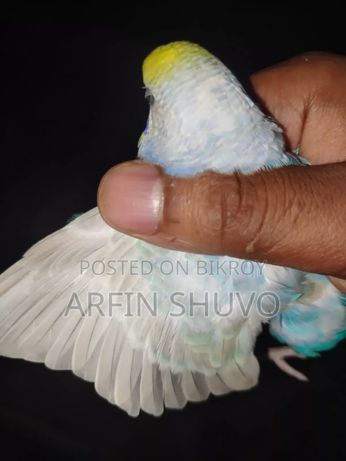 Rainbow Budgie