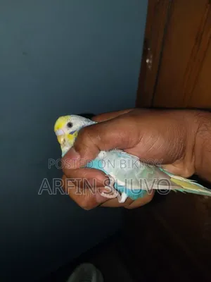Rainbow Budgie