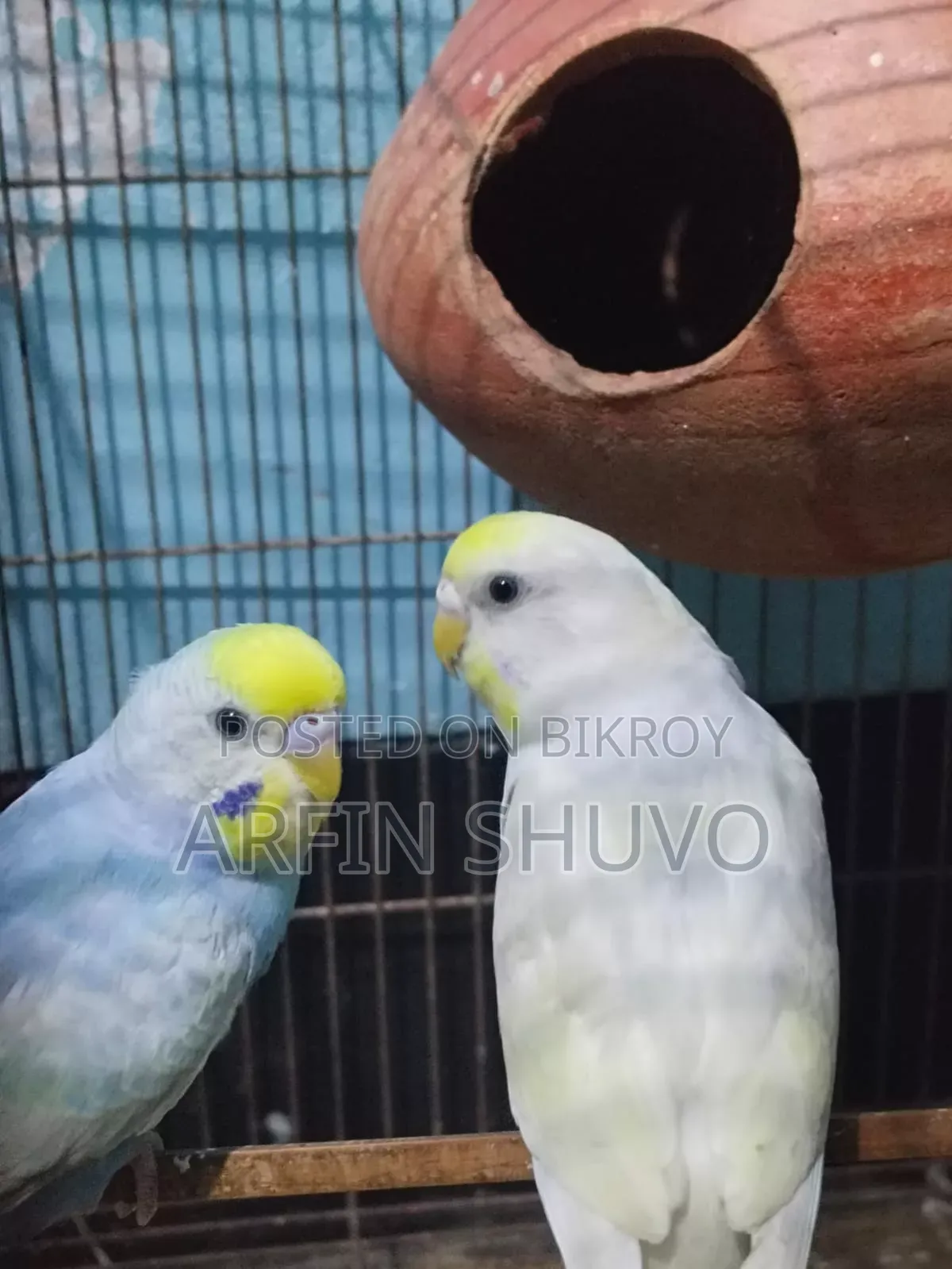 Rainbow Budgie
