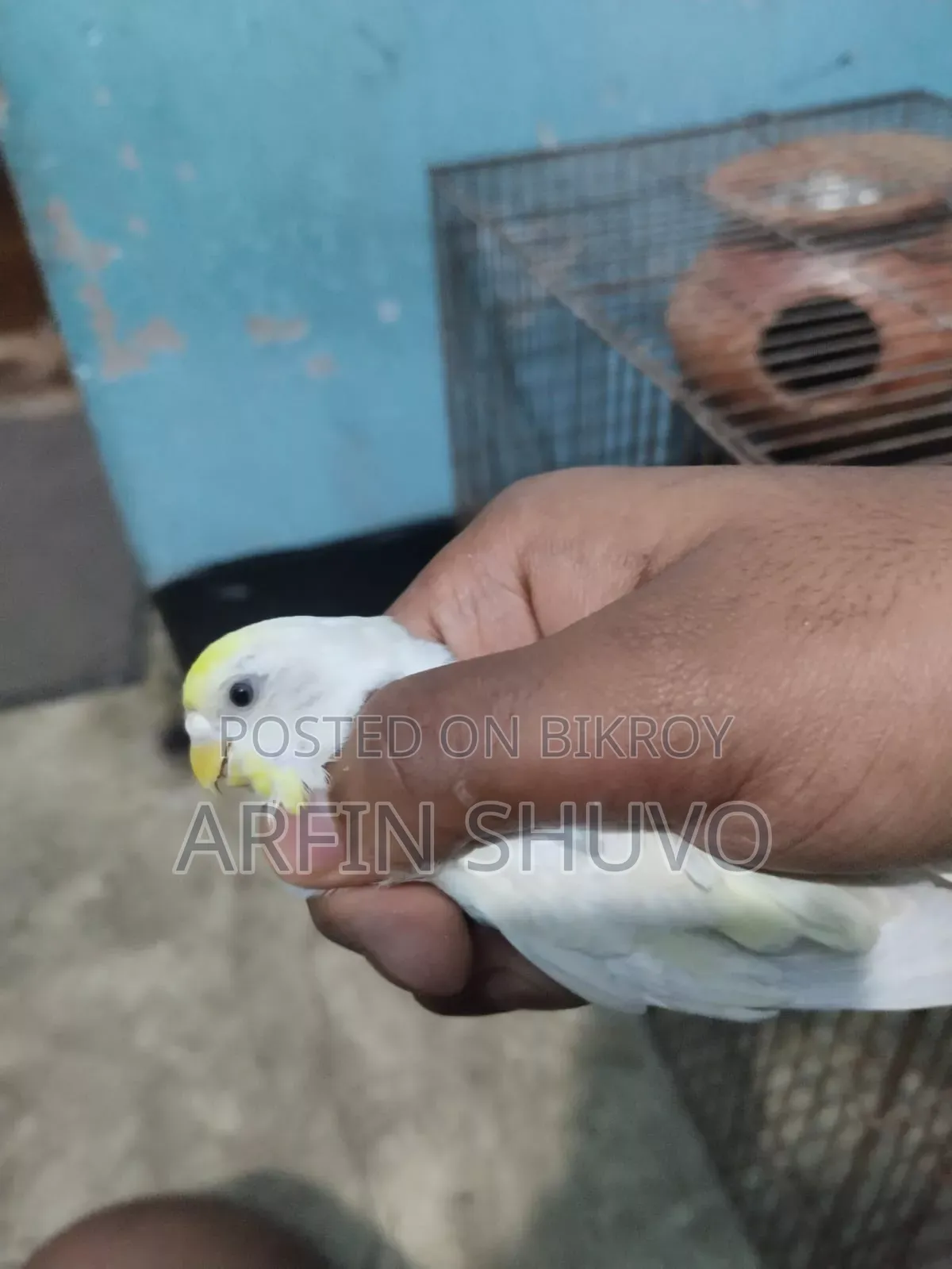 Rainbow Budgie