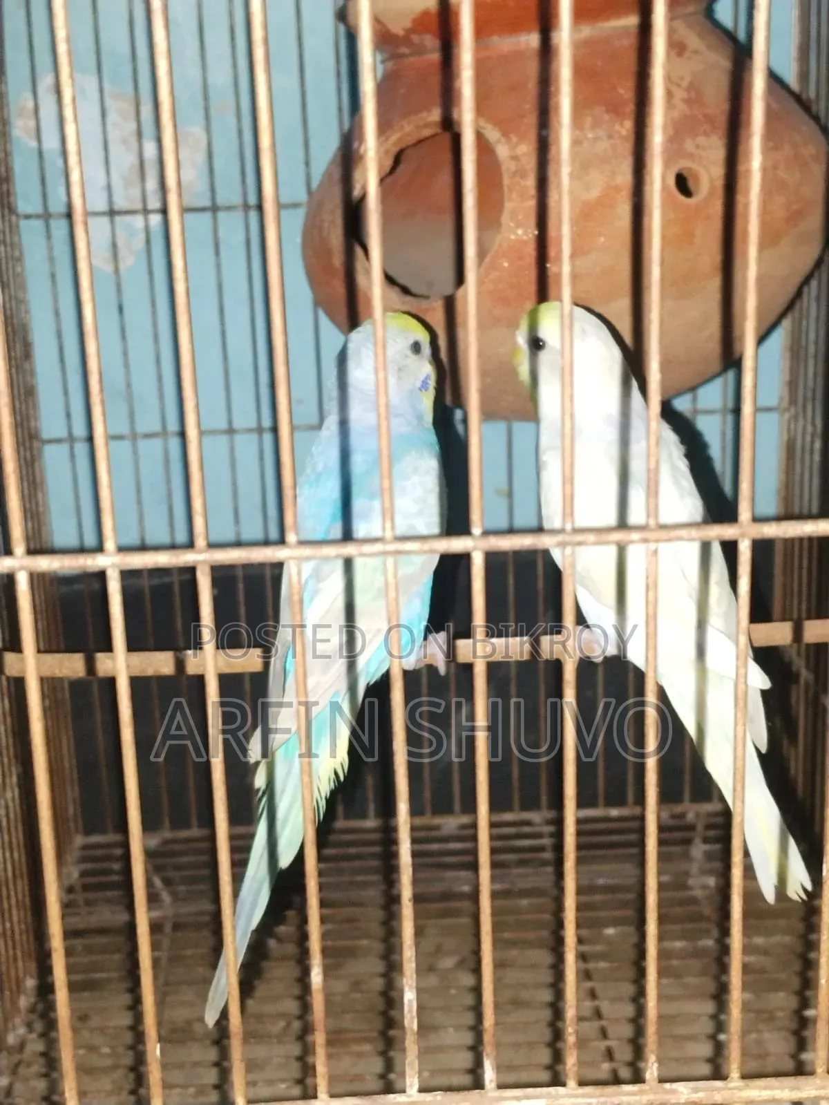 Rainbow Budgie