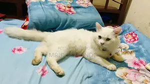১+ বছরের পুরুষ মিক্সড ব্রিড বেঙ্গল