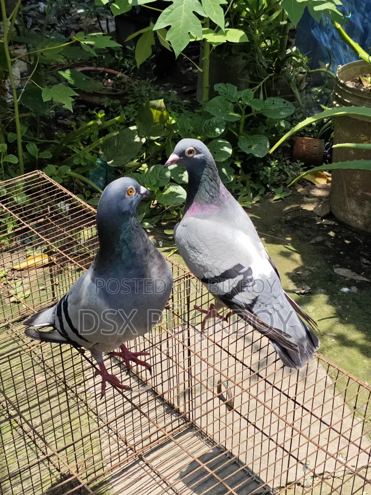 Racer Pigeon