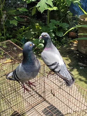 Racer Pigeon