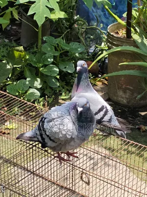 Racer Pigeon