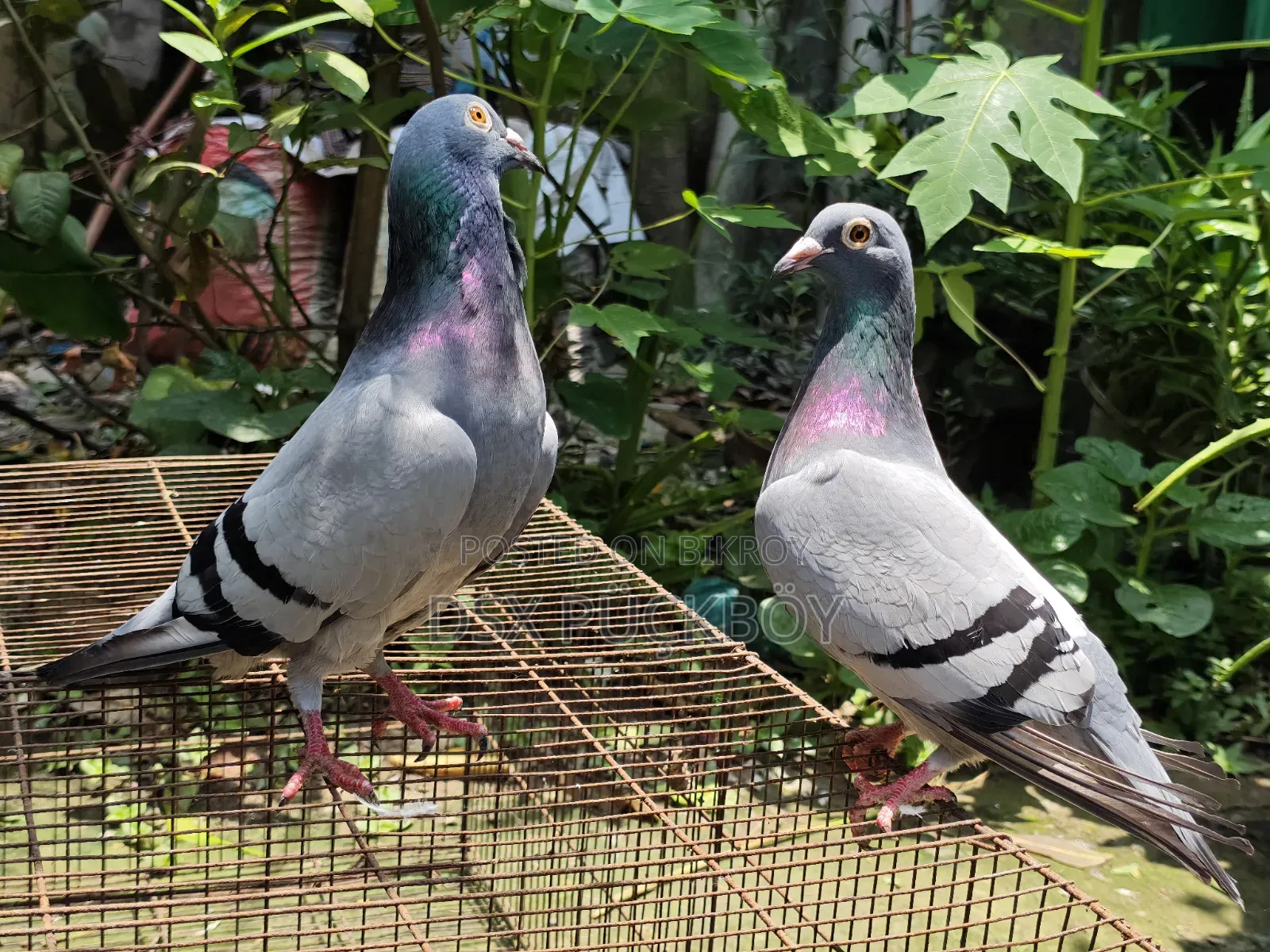 Racer Pigeon