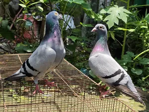 Racer Pigeon
