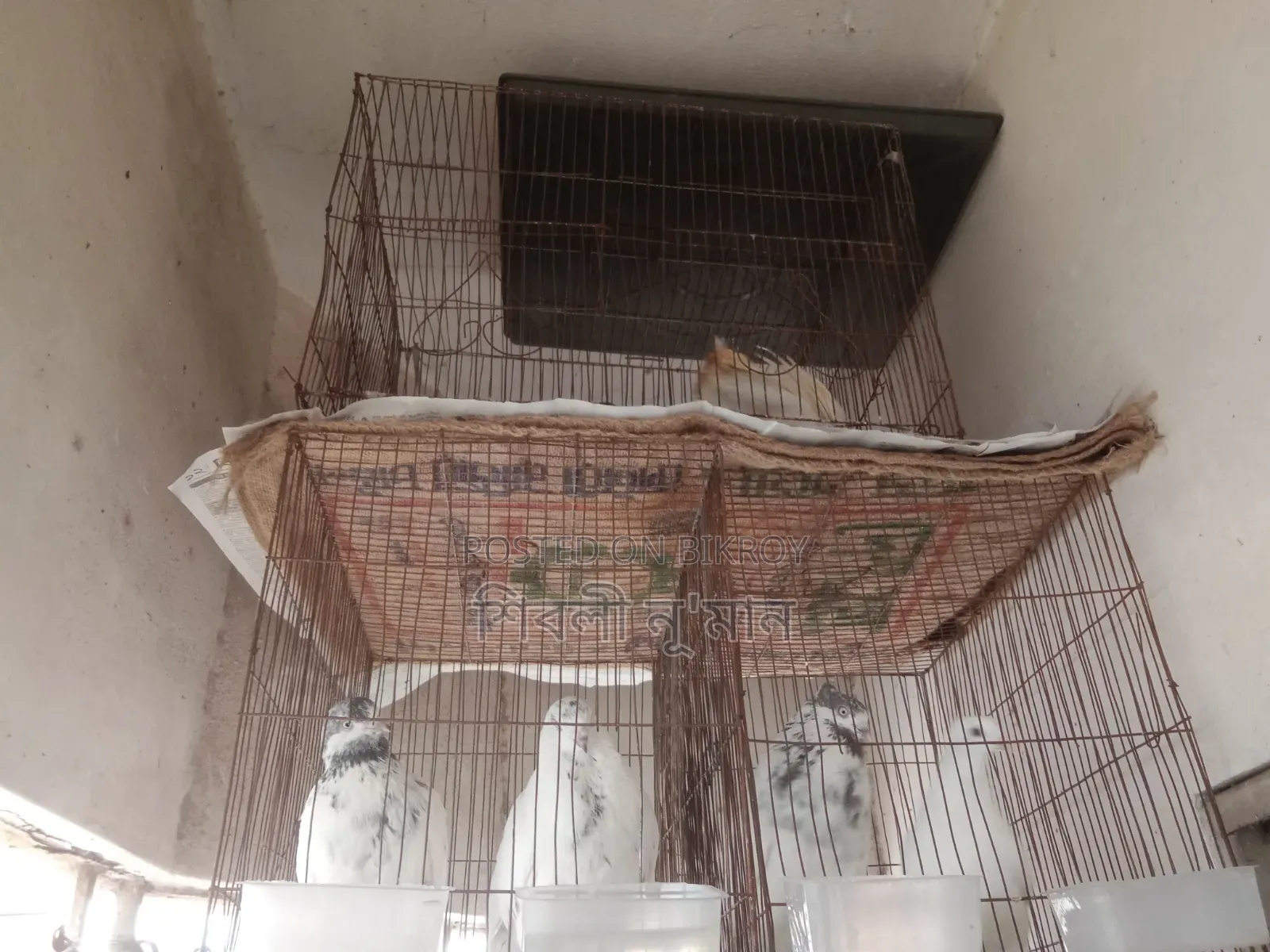 2 Pair Healthy Pigeons With 2 Cage