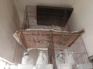 2 Pair Healthy Pigeons With 2 Cage