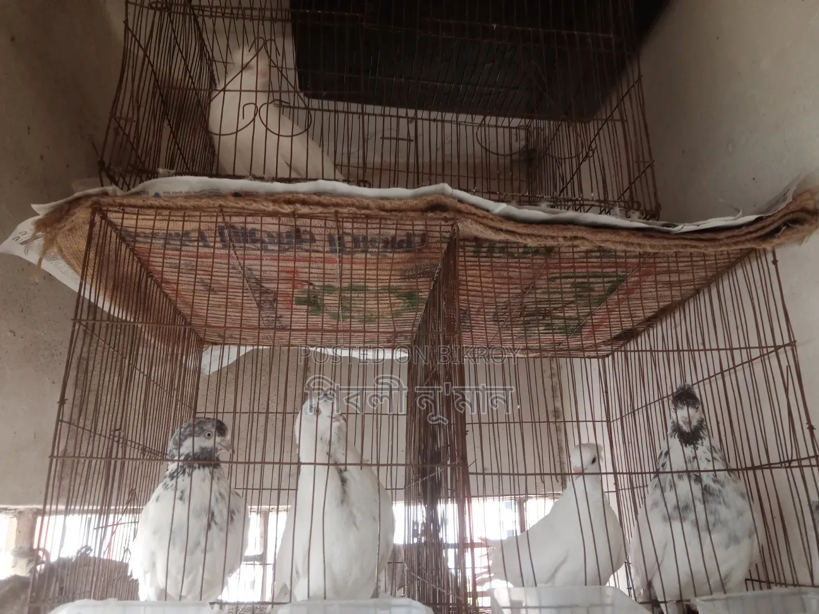 2 Pair Healthy Pigeons With 2 Cage