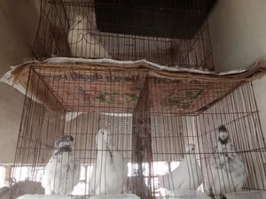 2 Pair Healthy Pigeons With 2 Cage