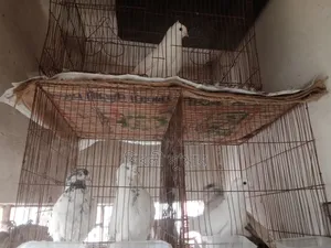 2 Pair Healthy Pigeons With 2 Cage