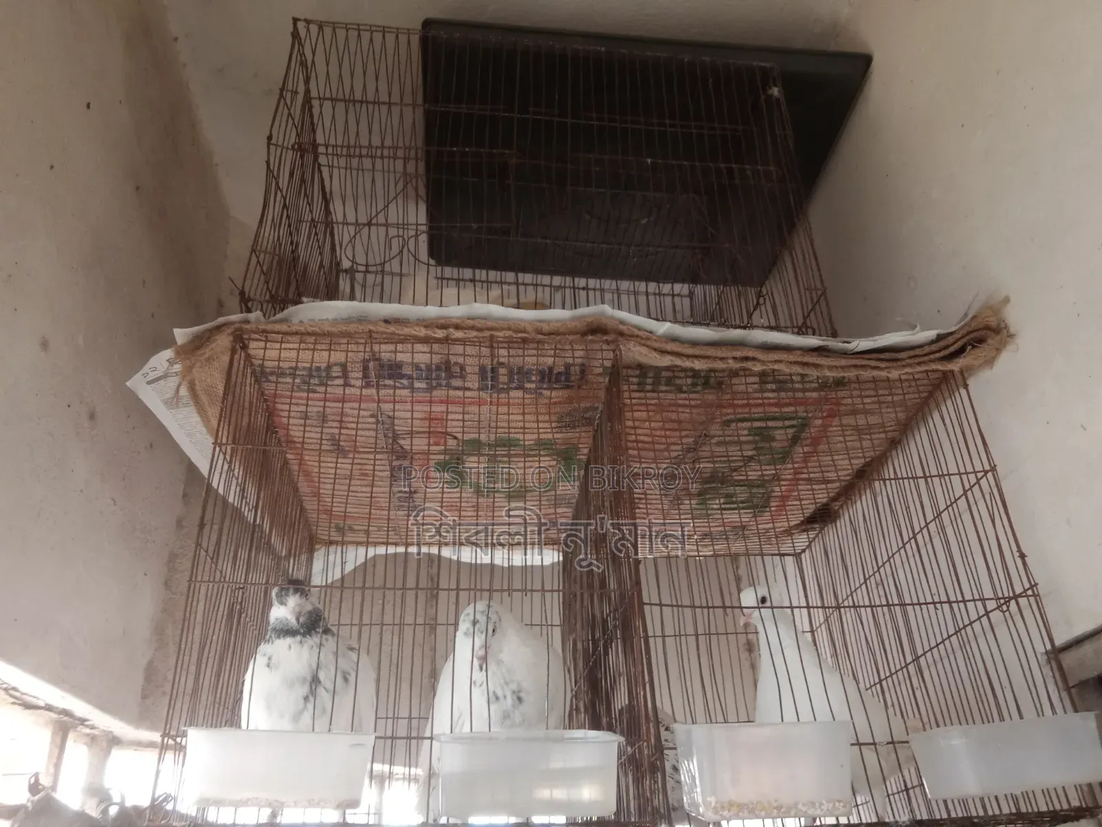 2 Pair Healthy Pigeons With 2 Cage