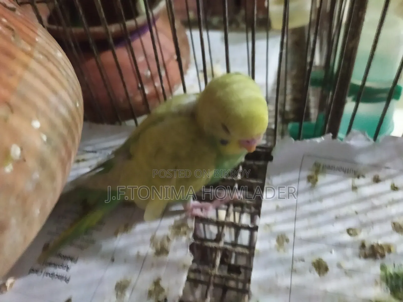 Budgerigar Bird