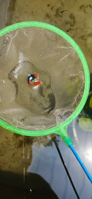 Fancy Guppy