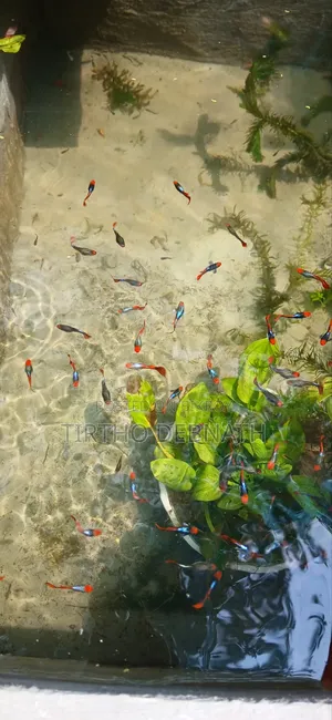Fancy Guppy