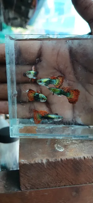 Fancy Guppy