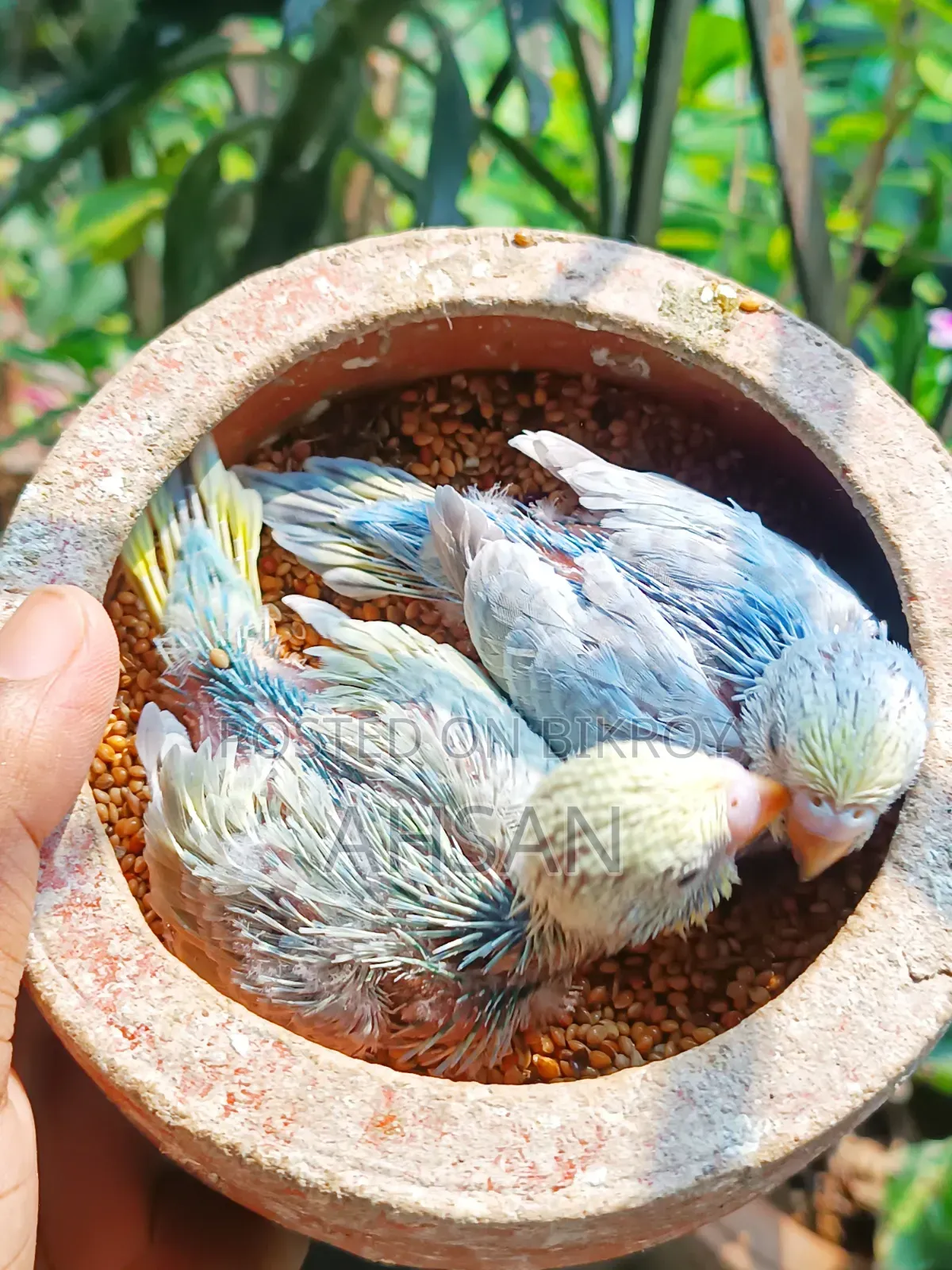 2 Pairs of Rainbow Budgies
