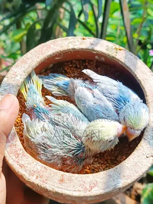 2 Pairs of Rainbow Budgies