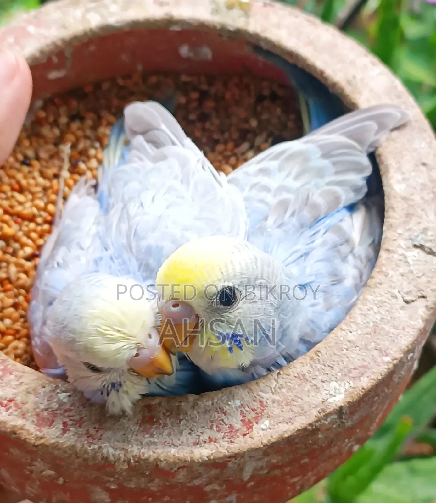 2 Pairs of Rainbow Budgies