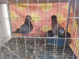4 Pairs of Pigeons and 1 Extra Piece