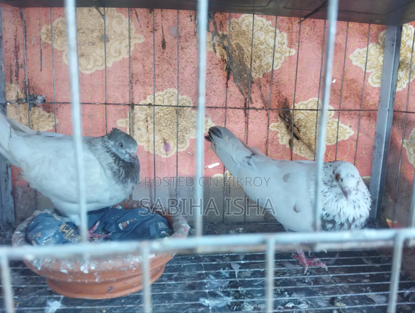 4 Pairs of Pigeons and 1 Extra Piece