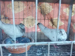 4 Pairs of Pigeons and 1 Extra Piece