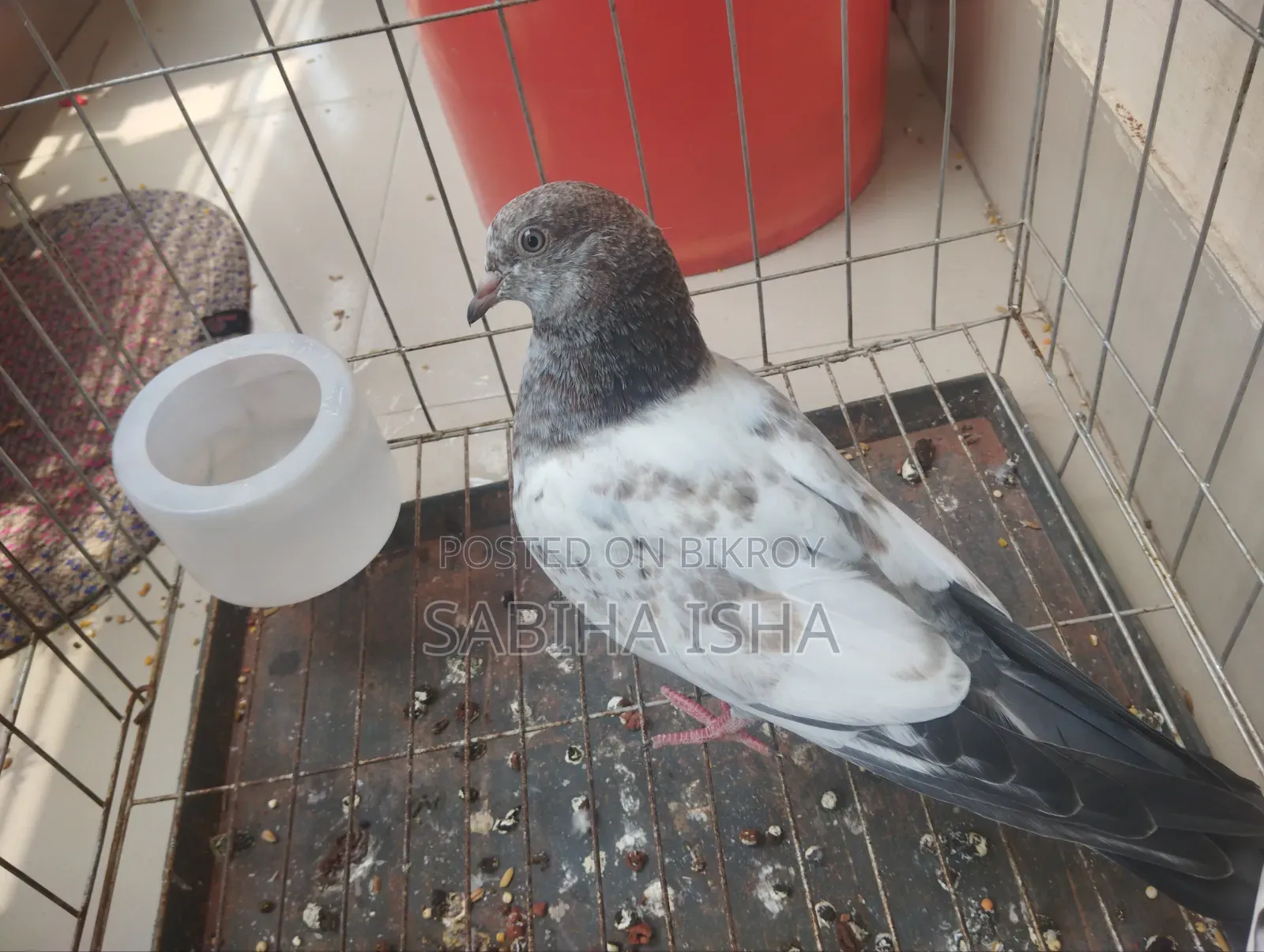 4 Pairs of Pigeons and 1 Extra Piece