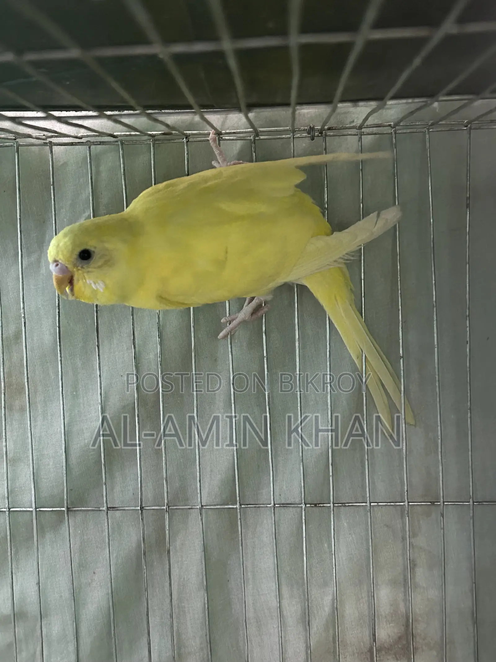 3 Budgies for sale