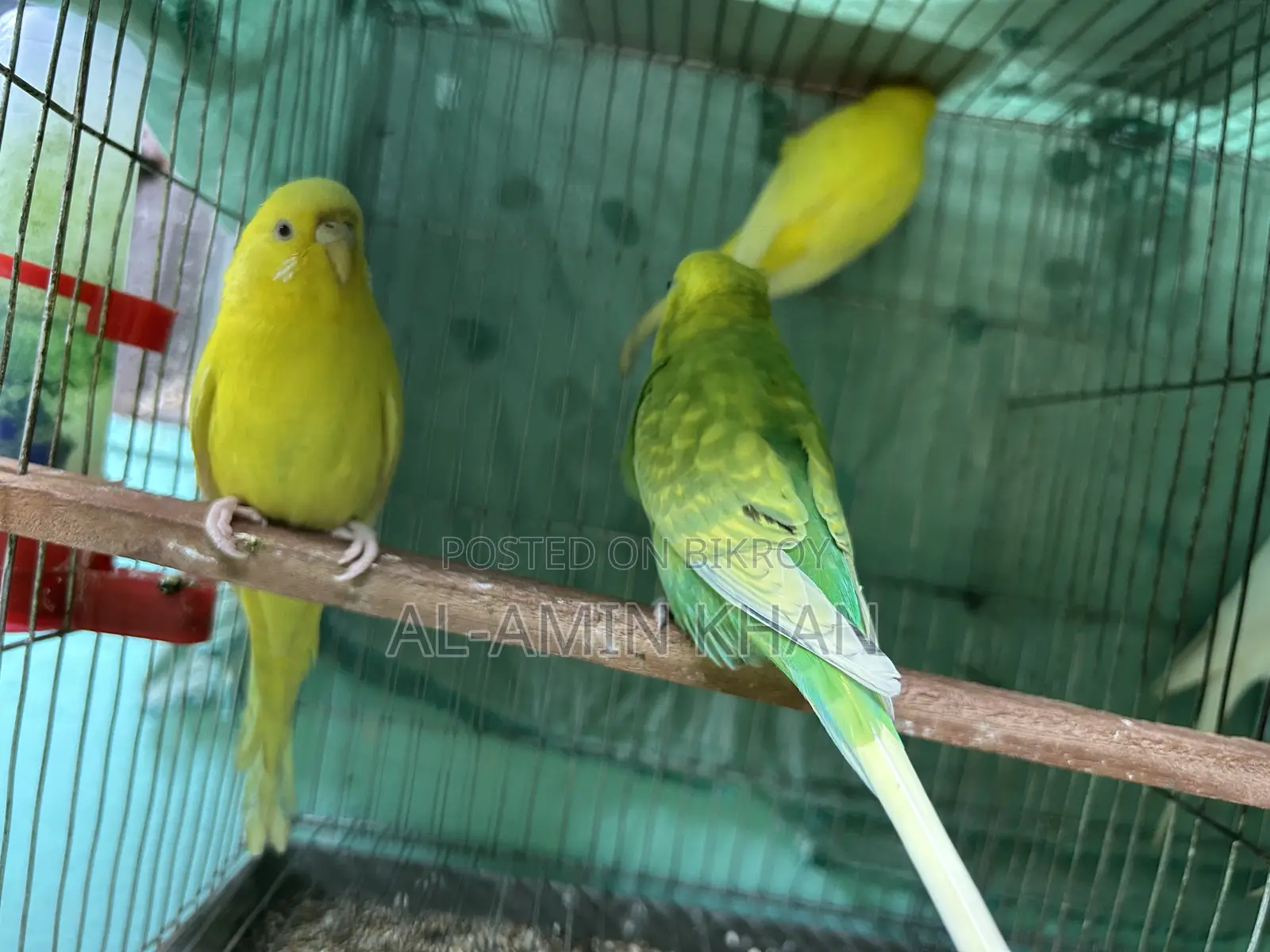 3 Budgies for sale