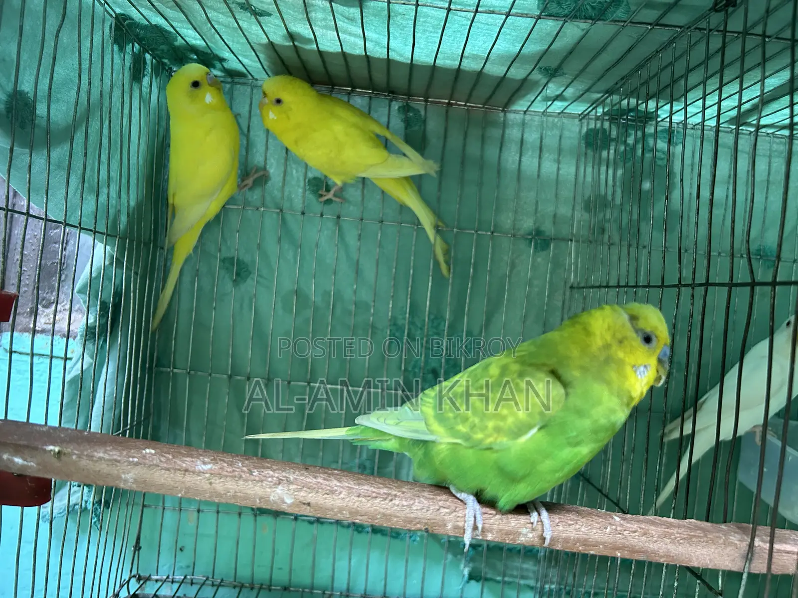 3 Budgies for sale