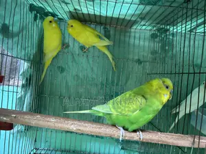 3 Budgies for sale