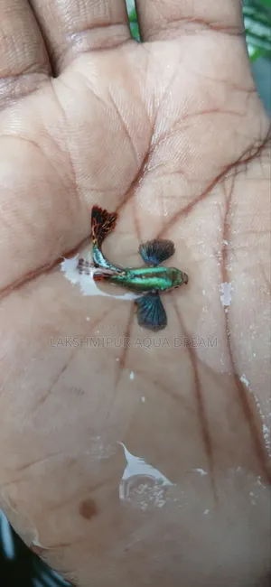 Fancy Guppy