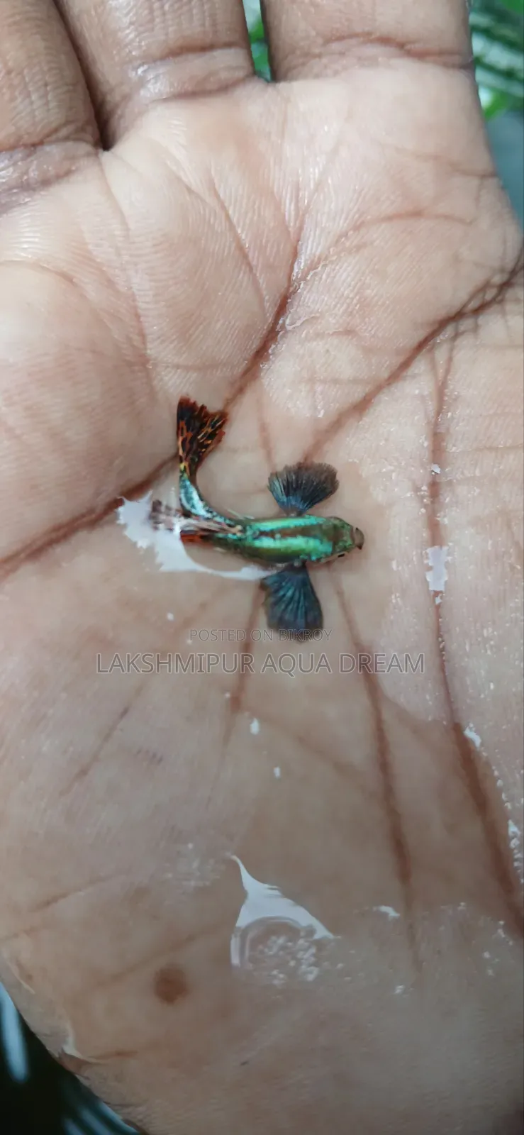 Fancy Guppy