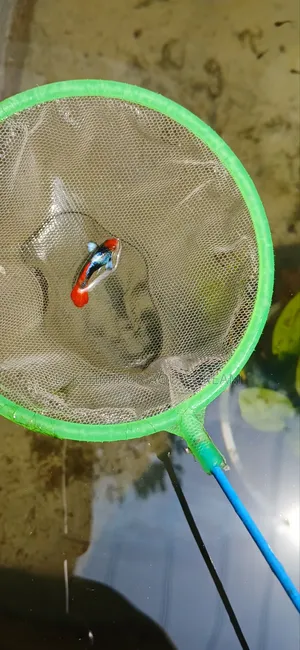 Fancy Guppy