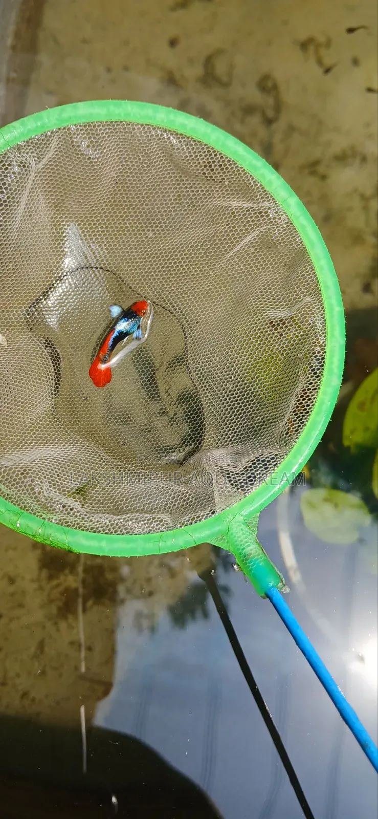 Fancy Guppy