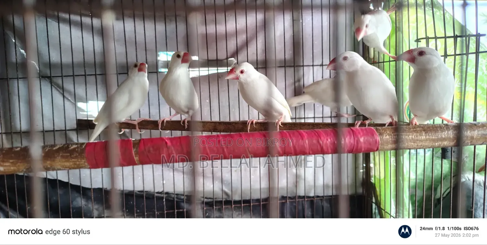 Alvino Red Eye Java Adult Pair for Sale