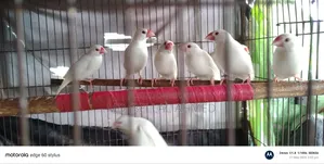Alvino Red Eye Java Adult Pair for Sale