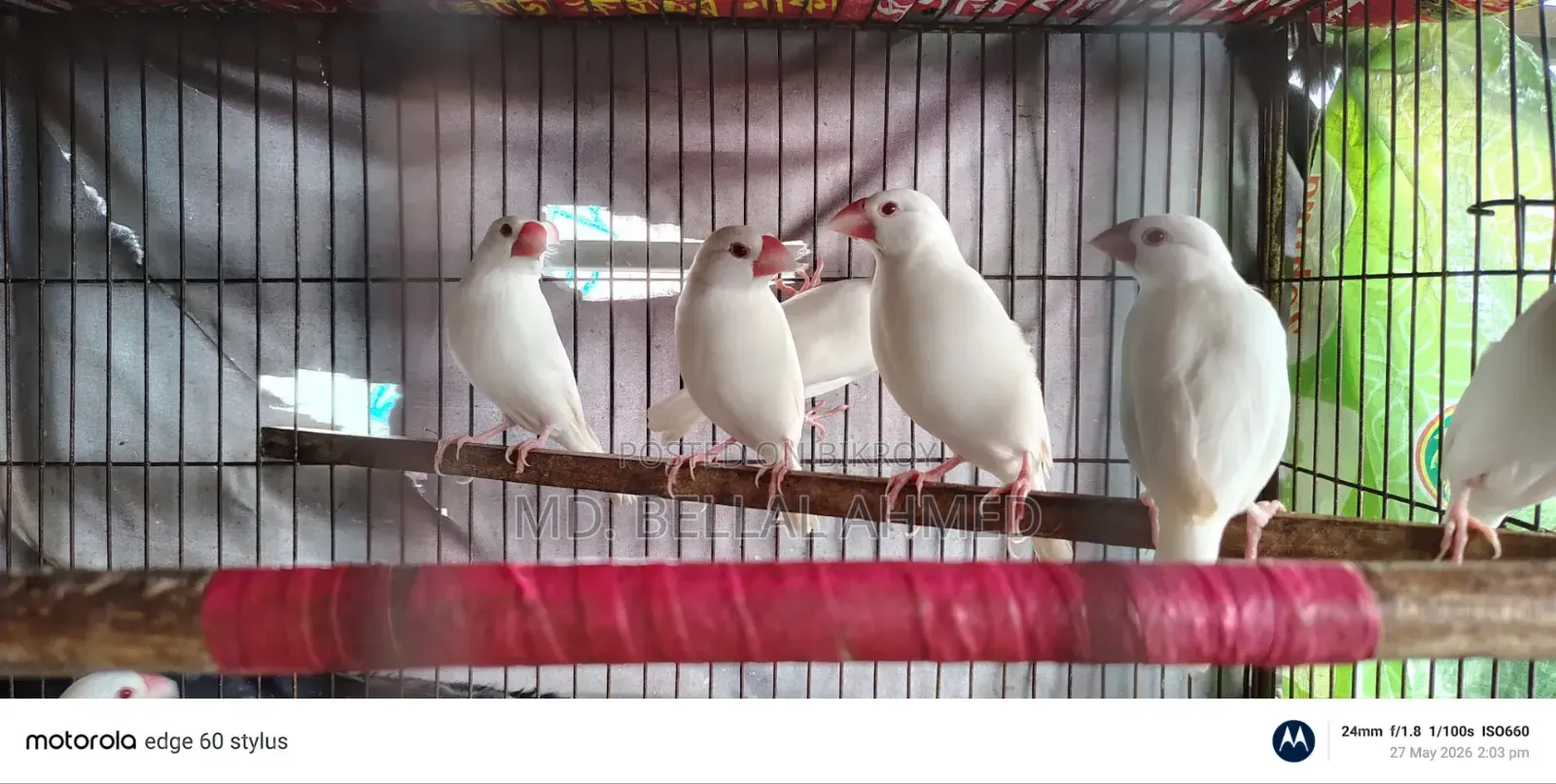 Alvino Red Eye Java Adult Pair for Sale