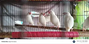 Alvino Red Eye Java Adult Pair for Sale