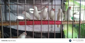 Alvino Red Eye Java Adult Pair for Sale