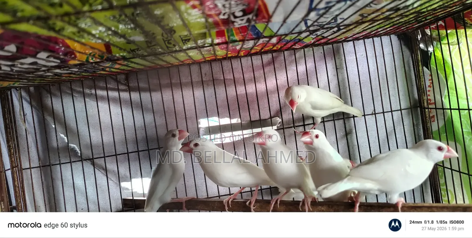 Alvino Red Eye Java Adult Pair for Sale