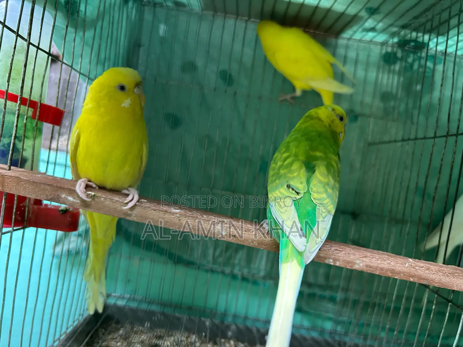 3 Budgies for sale