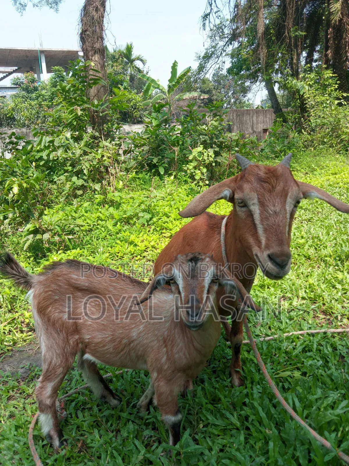 বাচ্চা সহ ছাগল বিক্রি
